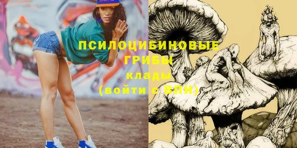 стаф Аркадак