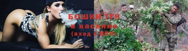 стаф Аркадак